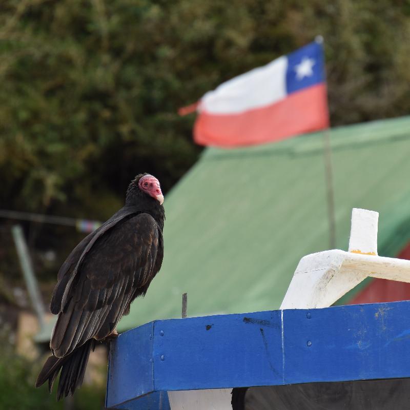 Ile de Chiloé : vautour